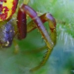 Thomisid Crab Spider female: left leg I & II; Regina Weishuhn, Grand Prairie, TX --- 16 April 2012 Thomisid Crab Spider female: left leg I & II; Regina Weishuhn, Grand Prairie, TX --- 16 April 2012