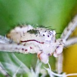 Thomisid Crab Spider male; laterofrontal carapace & palps: Regina Weishuhn, Grand Prairie, Texas --- 16 April 2012 Thomisid Crab Spider male; laterofrontal carapace & palps: Regina Weishuhn, Grand Prairie, Texas --- 16 April 2012