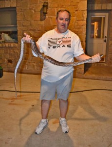 Texas Rat Snake (Elaphe obsoleta lindheimeri); T.K., Dripping Springs, TX --- 15 Apr 2012 Texas Rat Snake (Elaphe obsoleta lindheimeri); T.K., Dripping Springs, TX --- 15 Apr 2012