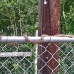 Texas rat snake (Elaphe obsoleta lindheimeri) sunning atop a chain link fence: Tammy D., Alvin TX --- 16 April 2012 Texas rat snake (Elaphe obsoleta lindheimeri) sunning atop a chain link fence: Tammy D., Alvin TX --- 16 April 2012
