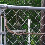 Texas rat snake (Elaphe obsoleta lindheimeri) threading chain link fence: Tammy D., Alvin TX --- 16 April 2012 Texas rat snake (Elaphe obsoleta lindheimeri) threading chain link fence: Tammy D., Alvin TX --- 16 April 2012