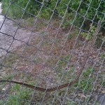 Texas rat snake (Elaphe obsoleta lindheimeri) threading chain link fence: Tammy D., Alvin TX --- 16 April 2012 Texas rat snake (Elaphe obsoleta lindheimeri) threading chain link fence: Tammy D., Alvin TX --- 16 April 2012