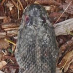 Diamond-backed Water Snake (Nerodia rhombifer rhombifer): Dorsal head & anterior body; John Wise, Bullard, TX --- 14 Apr 2012
