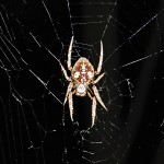 SOUTHERN ORB WEAVER (ERIOPHORA RAVILLA C L KOCH); DORSAL HABITUS: JOE & ELIZABETH LEBLANC, SOUTH OF HOUSTON, TX --- 11 APRIL 2009 SOUTHERN ORB WEAVER (ERIOPHORA RAVILLA C L KOCH); DORSAL HABITUS: JOE & ELIZABETH LEBLANC, SOUTH OF HOUSTON, TX --- 11 APRIL 2009