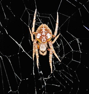SOUTHERN ORB WEAVER (ERIOPHORA RAVILLA C L KOCH); DORSAL HABITUS: JOE & ELIZABETH LEBLANC, SOUTH OF HOUSTON, TX --- 11 APRIL 2009 SOUTHERN ORB WEAVER (ERIOPHORA RAVILLA C L KOCH); DORSAL HABITUS: JOE & ELIZABETH LEBLANC, SOUTH OF HOUSTON, TX --- 11 APRIL 2009