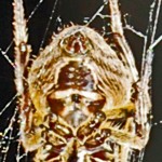 117_JOE AND ELIZABESouthern orb weaver (Eriophora ravilla C. L. Koch); Ventral Abdomen: Joe & Elizabeth LeBlanc, South of Houston, TX --- 11 April 2009TH LEBLANC S HOUSTON TX ERIOPHORA RAVILLA VENTRAL ABDOMEN Southern orb weaver (Eriophora ravilla C. L. Koch); Ventral Abdomen: Joe & Elizabeth LeBlanc, South of Houston, TX --- 11 April 2009