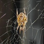 SOUTHERN ORB WEAVER (ERIOPHORA RAVILLA C L KOCH); VENTRAL HABITUS: JOE & ELIZABETH LEBLANC, SOUTH OF HOUSTON, TX --- 11 APRIL 2009 SOUTHERN ORB WEAVER (ERIOPHORA RAVILLA C L KOCH); VENTRAL HABITUS: JOE & ELIZABETH LEBLANC, SOUTH OF HOUSTON, TX --- 11 APRIL 2009