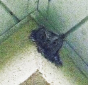 Great Horned Owl (Bubo virginianus); in nesting cavity of commercial structure: North Austin, TX --- 4 May 2012 Great Horned Owl (Bubo virginianus); in nesting cavity of commercial structure: North Austin, TX --- 4 May 2012
