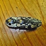 Texas Eyed click beetle (Alaus lusciosus); dorsum, in defensive posture Eyed click beetle (Alaus oculatus); dorsum, in defensive posture