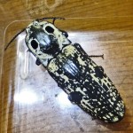 Eyed click beetle (Alaus lusciosus); dorsum Eyed click beetle (Alaus oculatus); dorsum