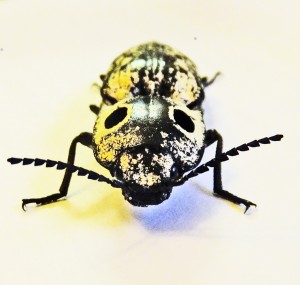 Texas Eyed click beetle (Alaus lusciosus); frontal Eyed click beetle (Alaus oculatus); frontal