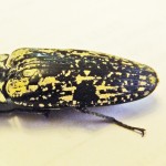 Texas Eyed click beetle (Alaus lusciosus); elytra Eyed click beetle (Alaus oculatus); elytra