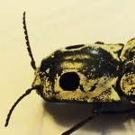 Texas Eyed click beetle (Alaus lusciosus); pronotum Eyed click beetle (Alaus oculatus); pronotum