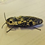Texas Eyed click beetle (Alaus lusciosus); lateral view Eyed click beetle (Alaus oculatus); lateral view