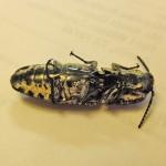 Eyed click beetle (Alaus lusciosus); ventrum Eyed click beetle (Alaus oculatus); ventrum