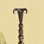 Texas Eyed click beetle (Alaus lusciosus); tarsal claw Eyed click beetle (Alaus oculatus); tarsal claw