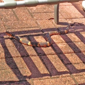 Broad-banded water snake (Nerodia fasciata confluens), body, enhanced; Gaynor, Sugarland, TX --- 17 May 2012 Broad-banded water snake (Nerodia fasciata confluens), body, enhanced; Gaynor, Sugarland, TX --- 17 May 2012