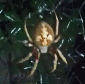 100. Southern orb weaver (Eriophora ravilla, C. L. Koch 1844); dorsal habitus: Stephanie Gaudin, Houston, TX --- 5 May 2012 SOUTHERN ORB WEAVER (ERIOPHORA RAVILLA C L KOCH); DORSAL HABITUS: STEPHANIE GAUDIN, HOUSTON, TX --- 5 MAY 2012