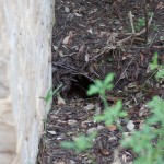 Active Animal Burrow 2012 May 5 Active Animal Burrow