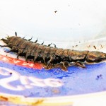 Dobson fly (Corydalis cornuta L.); larva, lateral body: Jody Patton, SW Pa. --- 17 May 2012 Dobson fly (Corydalis cornuta L.); larva, lateral body: Jody Patton, SW Pa. --- 17 May 2012