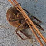 SOUTHERN ORB WEAVER (ERIOPHORA RAVILLA C L KOCH); LATEROVENTRAL HABITUS: LOUISE GIGUERE, ORANGE, TX --- 12 AUGUST 2009 SOUTHERN ORB WEAVER (ERIOPHORA RAVILLA C L KOCH); LATEROVENTRAL HABITUS: LOUISE GIGUERE, ORANGE, TX --- 12 AUGUST 2009