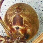Southern orb weaver (Eriophora ravilla); ventral abdomen; Louise Giguere, Orange, TX --- 12 Aug 2009 Southern orb weaver (Eriophora ravilla); ventral abdomen; Louise Giguere, Orange, TX --- 12 Aug 2009