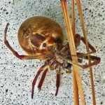 SOUTHERN ORB WEAVER (ERIOPHORA RAVILLA C L KOCH); VENTRAL HABITUS: LOUISE GIGUERE, ORANGE, TX --- 12 AUGUST 2009 SOUTHERN ORB WEAVER (ERIOPHORA RAVILLA C L KOCH); VENTRAL HABITUS: LOUISE GIGUERE, ORANGE, TX --- 12 AUGUST 2009