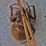 SOUTHERN ORB WEAVER (ERIOPHORA RAVILLA C L KOCH); VENTRAL HABITUS: LOUISE GIGUERE, ORANGE, TX --- 12 AUGUST 2009 SOUTHERN ORB WEAVER (ERIOPHORA RAVILLA C L KOCH); VENTRAL HABITUS: LOUISE GIGUERE, ORANGE, TX --- 12 AUGUST 2009