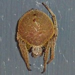 Southern orb weaver (Eriophora ravilla); dorsal habitus: Louise Giguere, Orange, TX --- 10 August 2009 Southern orb weaver (Eriophora ravilla); dorsal habitus: Louise Giguere, Orange, TX --- 10 August 2009