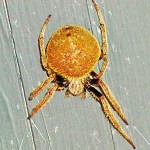 Southern orb weaver (Eriophora ravilla); dorsal habitus & dorsal femurs: Louise Giguere, Orange, TX --- 10 August 2009 Southern orb weaver (Eriophora ravilla); dorsal habitus & dorsal femurs: Louise Giguere, Orange, TX --- 10 August 2009