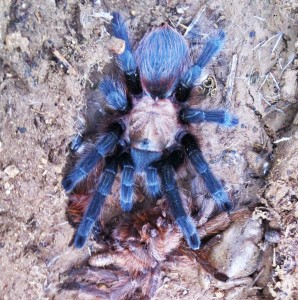 Brown Tarantula (Aphonopelma spp.); dorsum: Elizabeth Friesenhahn, near McKinney, TX --- 12 May 2012 Brown Tarantula (Aphonopelma spp.); dorsum: Elizabeth Friesenhahn, near McKinney, TX --- 12 May 2012