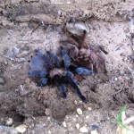 Brown Tarantula (Aphonopelma spp.); habitus: Elizabeth Friesenhahn, near McKinney, TX --- 12 May 2012