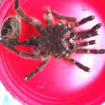 Brown Tarantula (Aphonopelma spp.); cast skin: Elizabeth Friesenhahn, near McKinney, TX --- 12 May 2012
