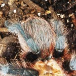 Brown Tarantula (Aphonopelma spp.); dorsal abdomen: Elizabeth Friesenhahn, near McKinney, TX --- 12 May 2012