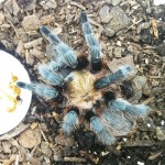 Brown Tarantula (Aphonopelma spp.); dorsum: Elizabeth Friesenhahn, near McKinney, TX --- 13 May 2012