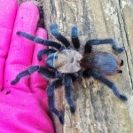 Brown Tarantula (Aphonopelma spp.); a helping hand: Elizabeth Friesenhahn, near McKinney, TX --- 16 May 2012