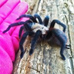 Brown Tarantula (Aphonopelma spp.); from the side: Elizabeth Friesenhahn, near McKinney, TX --- 16 May 2012