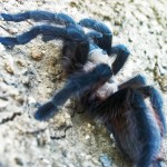 Brown Tarantula (Aphonopelma spp.); back on the ground: Elizabeth Friesenhahn, near McKinney, TX --- 16 May 2012
