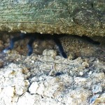 Brown Tarantula (Aphonopelma spp.); back in the burrow: Elizabeth Friesenhahn, near McKinney, TX --- 17 May 2012
