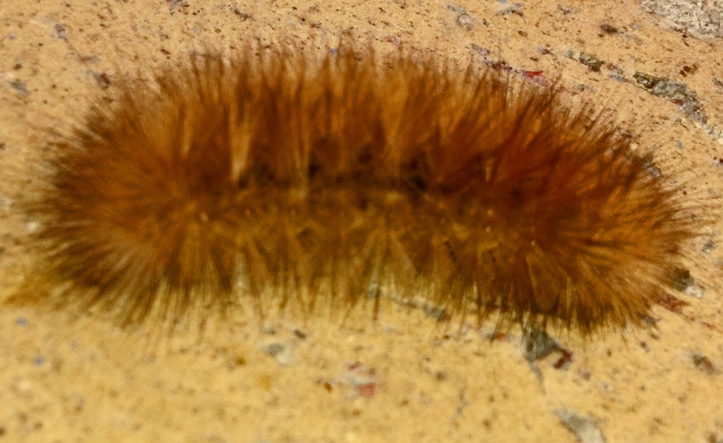  - image-4-11-NOV-2012-MICHELLE-SPARKS-SAN-ANTONIO-RIVER-WALK-CATERPILLAR