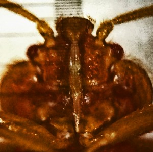 003. Mature Bed Bug, showing the beak, or rostrum, which is used to pierce the skin of its prey and suck its blood through its straw-like rostrum.