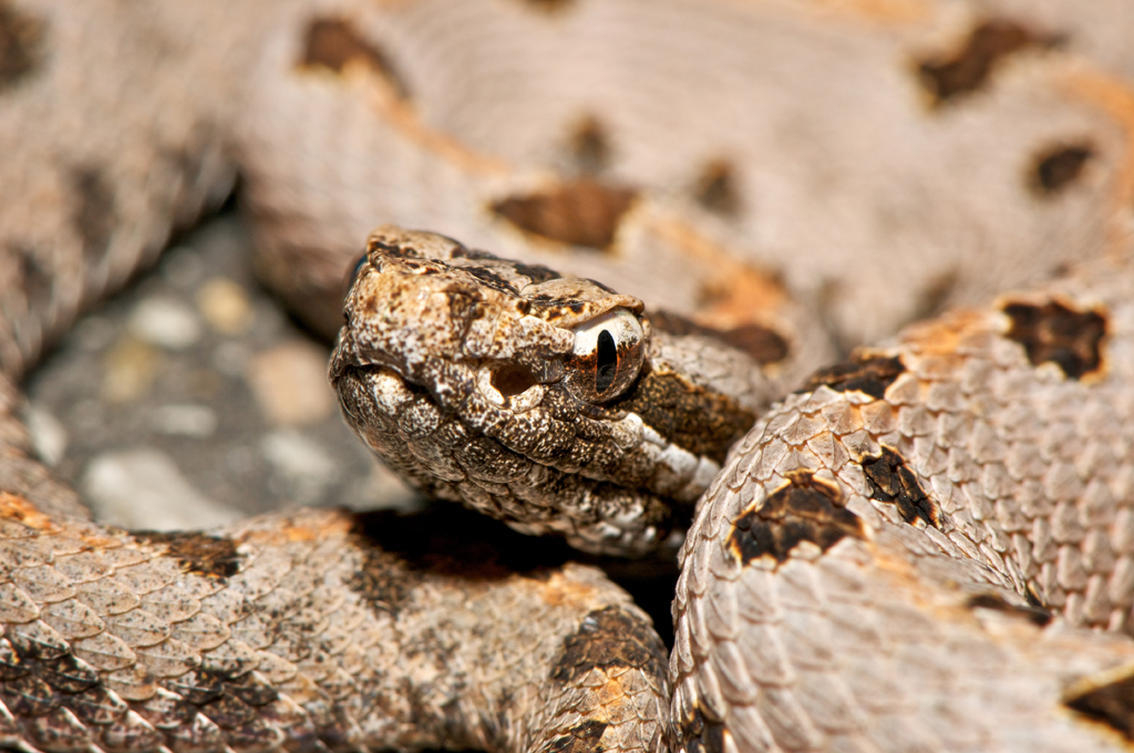 Western Pygmy Rattlesnakes In The Sam Houston National Forest | Bugs In ...