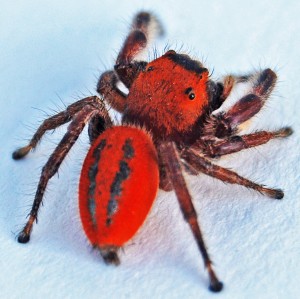 AH MURDERZ RED SPIDER “ ATHLETICS ” University of Richmond Athletics - Official Athletics Website