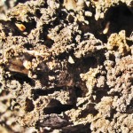 Dave P., Cresson, TX; termites in tree root knob---28 Feb 2011