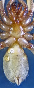 Cyrtaucheniidae: Myrmekiaphila; ventral body; Dave P., Cresson, TX---1 Mar 2011