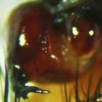 Cyrtaucheniidae: Myrmekiaphila; Bulb & embolus; Dave P., Cresson TX---4 Mar 2011