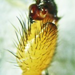 Cyrtaucheniidae: Myrmekiaphila; Semi-ventral palp; Dave P., Cresson TX---4 Mar 2011