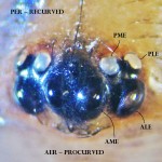 Cyrtaucheniidae: Myrmekiaphila; eyes, annotated; Dave P,; Cresson, TX---1 Mar 2011