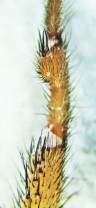 Cyrtaucheniidae: Myrmekiaphila; retrolateral metatarsus; Dave P., Cresson, TX---3 Mar 2011