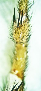 Cyrtaucheniidae: Myrmekiaphila; ventral metatarsus; Dave P., Cresson, TX---3 Mar 2011